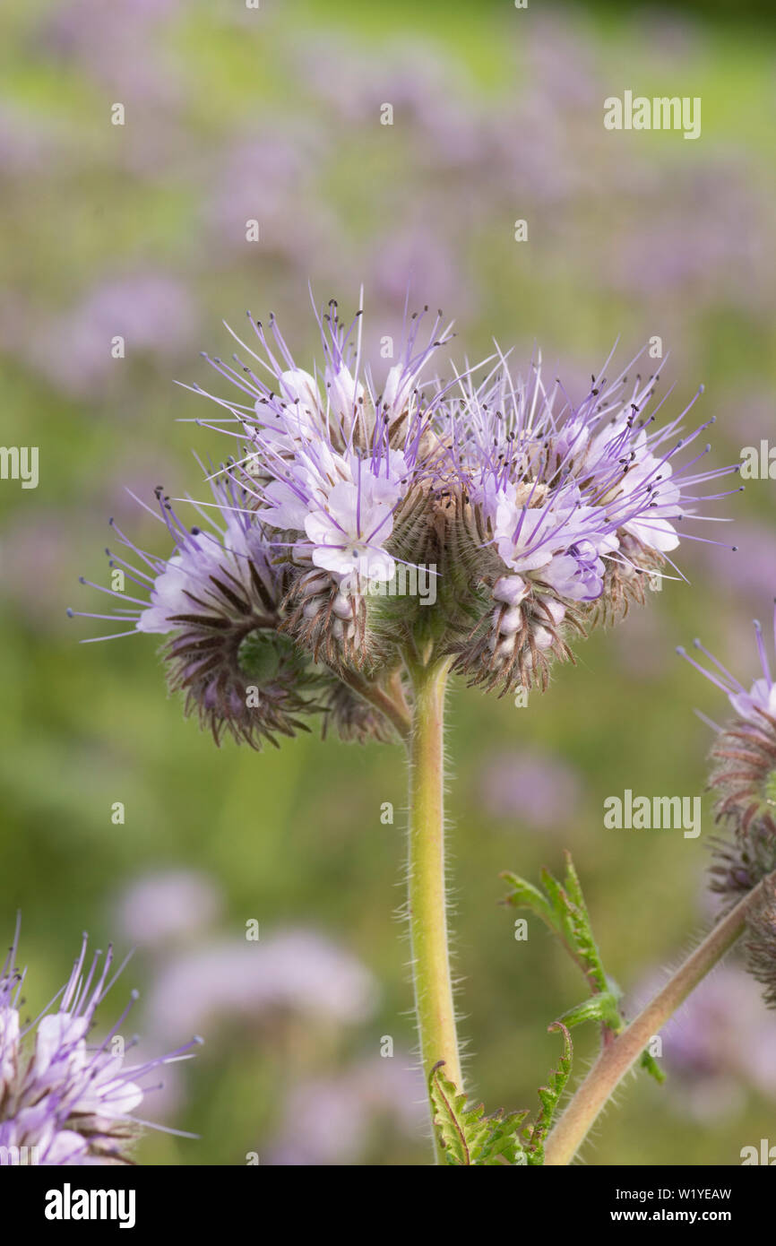 Phacelia tanacetifolia, Lacy phacelia, Blue tansy, Purple tansy. Cover crop, green manure