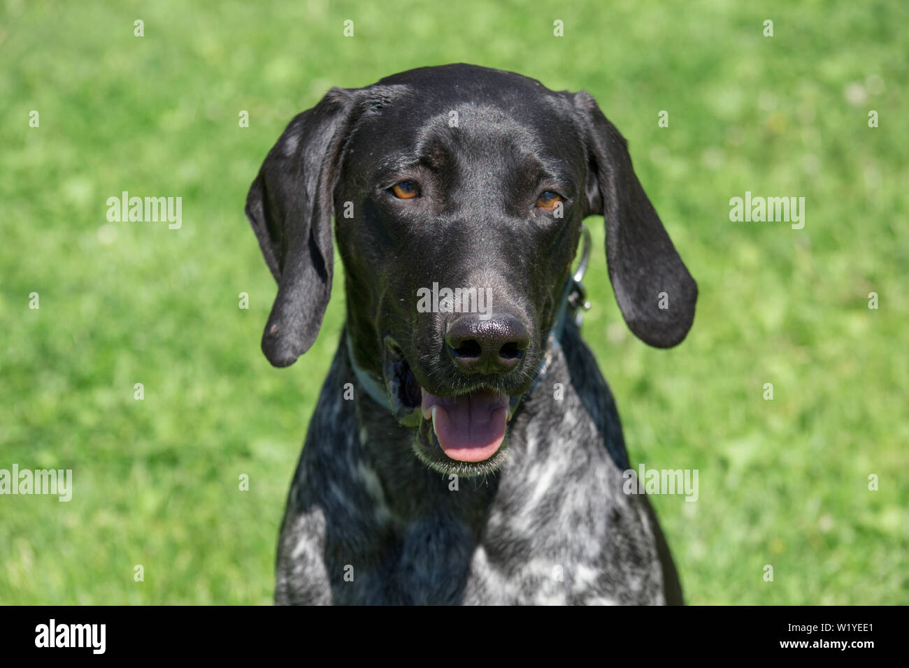 greyhound pointer cross