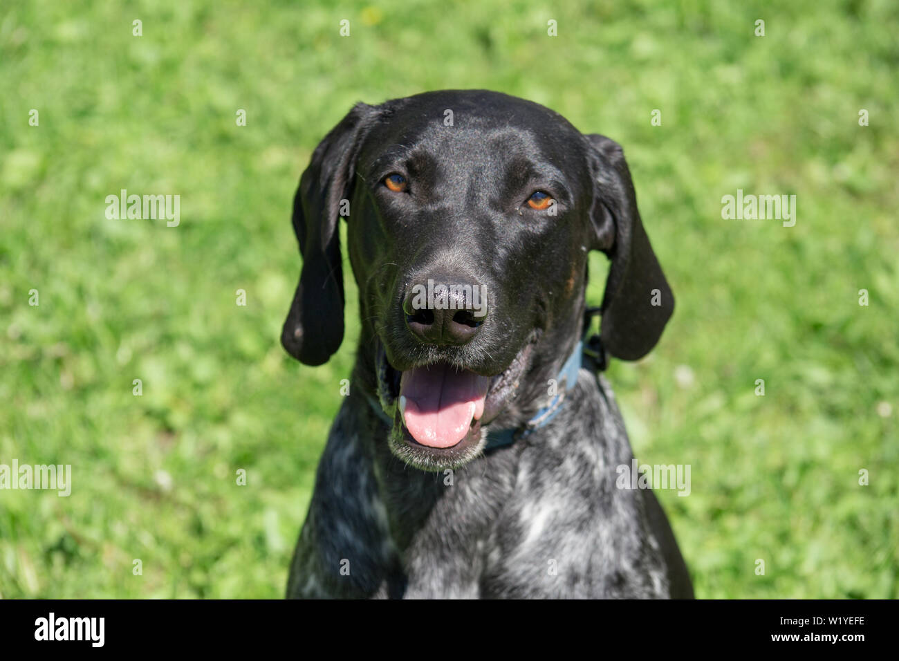 Norwegian sports mestizo is looking at the camera. Cross-breed pointer, kurzhaar and greyhound. Sled dog. Pet animals. Stock Photo