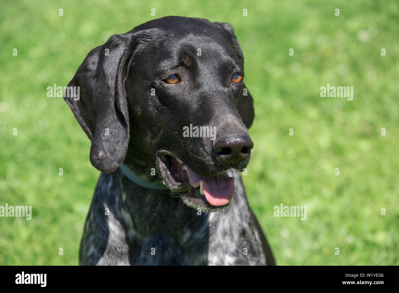 Portrait of norwegian sports mestizo. Cross-breed pointer, kurzhaar and greyhound. Sled dog. Pet animals. Stock Photo
