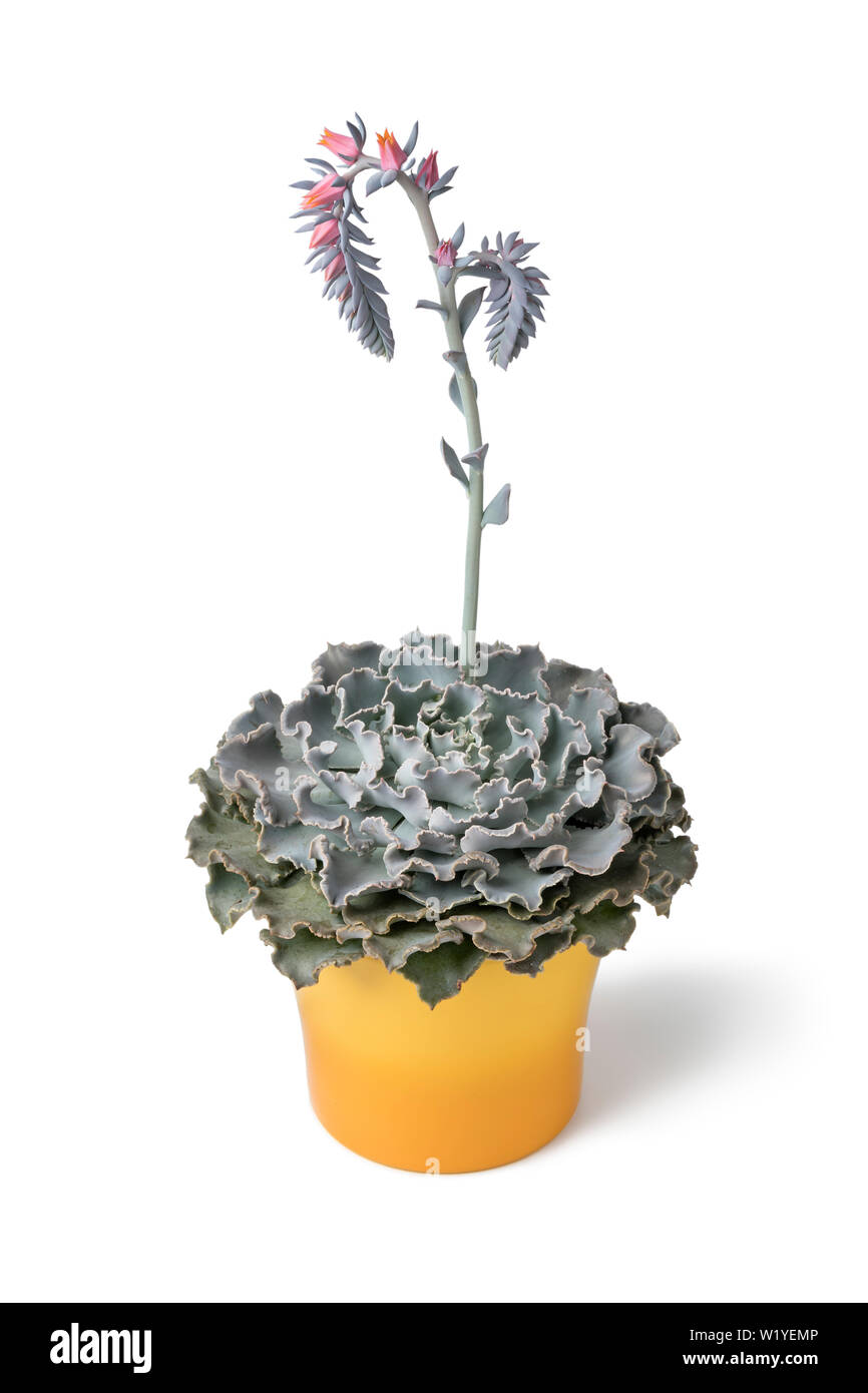 Blooming Echeveria plant in yellow pot isolated on white background Stock Photo