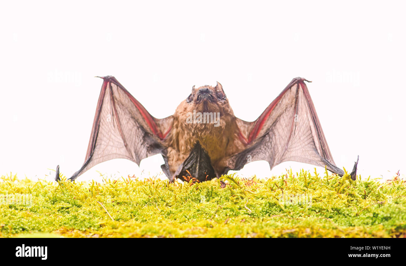 Mammals naturally capable of true and sustained flight. Bat emit ultrasonic sound to produce echo. Bat detector. Dummy of bat white background. Ugly bat. Forelimbs adapted as wings. Museum of nature. Stock Photo