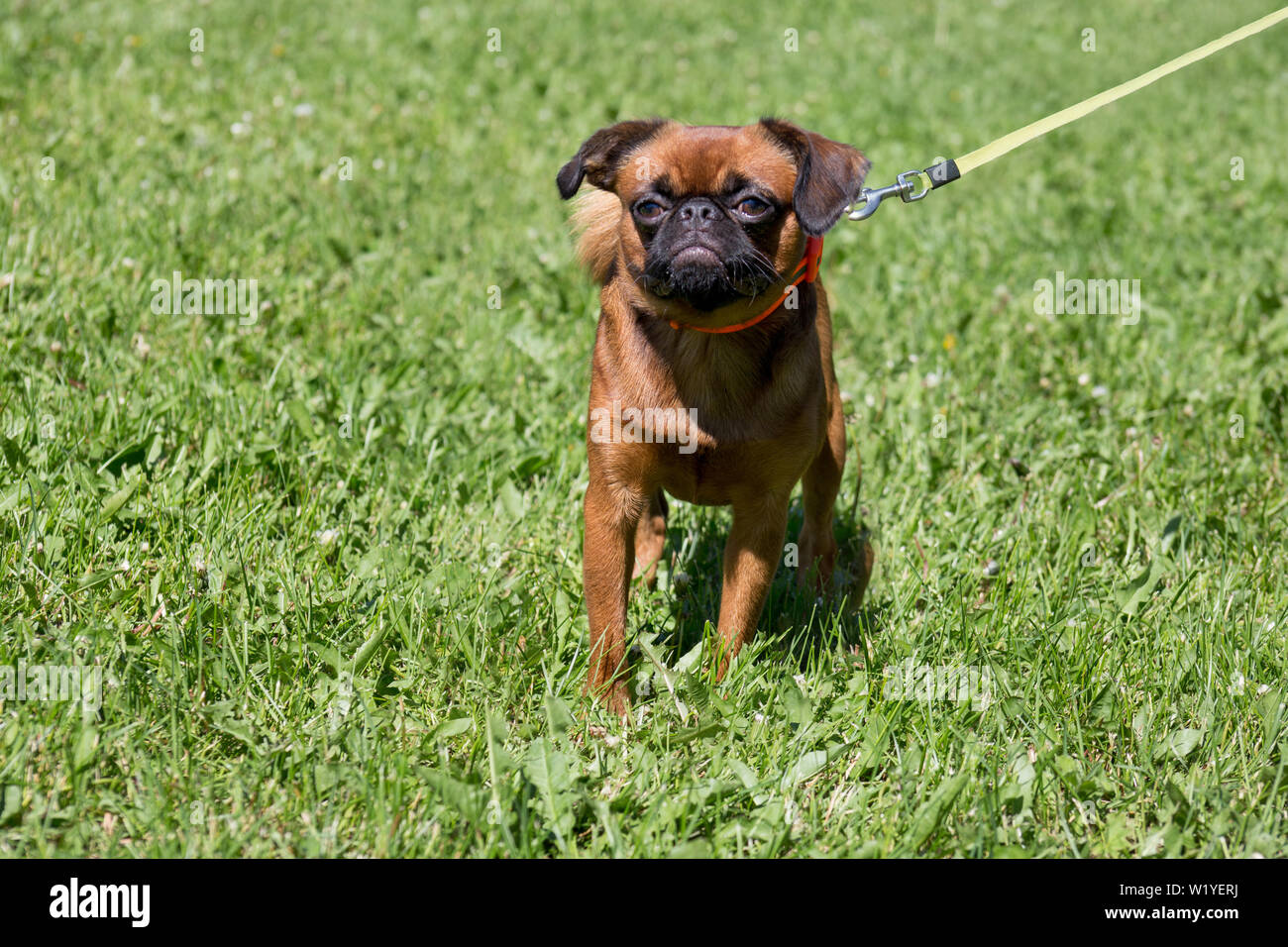 Cute petit brabancon puppy is walking on a green grass in the park. Pet