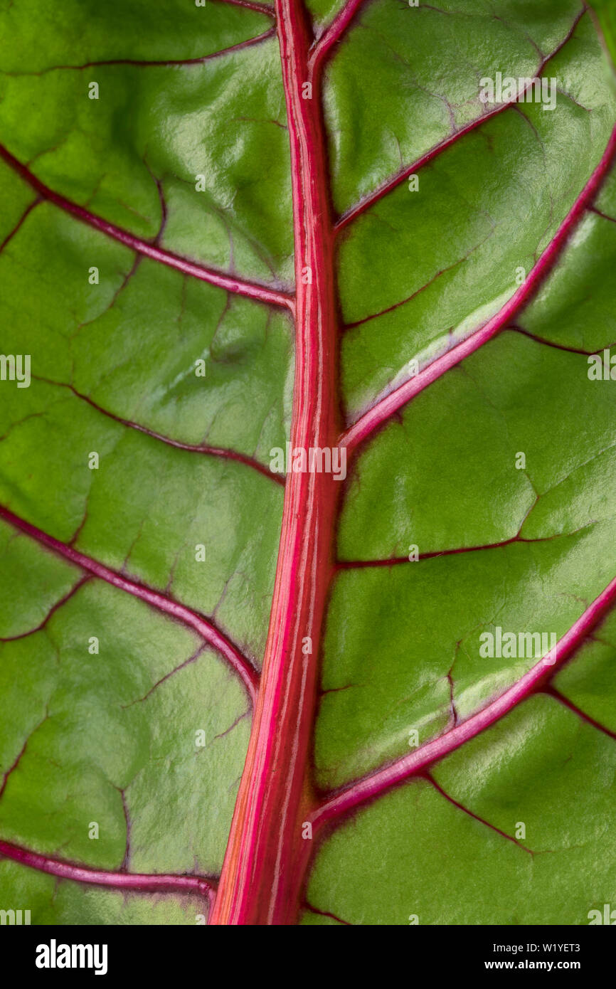 Red stemmed chard leaf close up full frame Stock Photo
