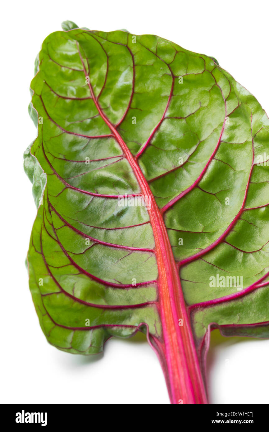 Red stemmed chard leaf close up at white background Stock Photo