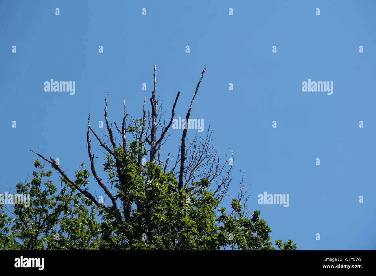 Lichtenwald, Germany. 04th July, 2019. The tree tops of a beech tree (r) are damaged by drought. According to the Ministry for Rural Areas, climate change is having an increasing impact on native tree species. Against the background of the scenarios of the Intergovernmental Panel on Climate Change, options for action for the country's tree species and forests were presented at a press conference. Credit: Marijan Murat/dpa/Alamy Live News Stock Photo