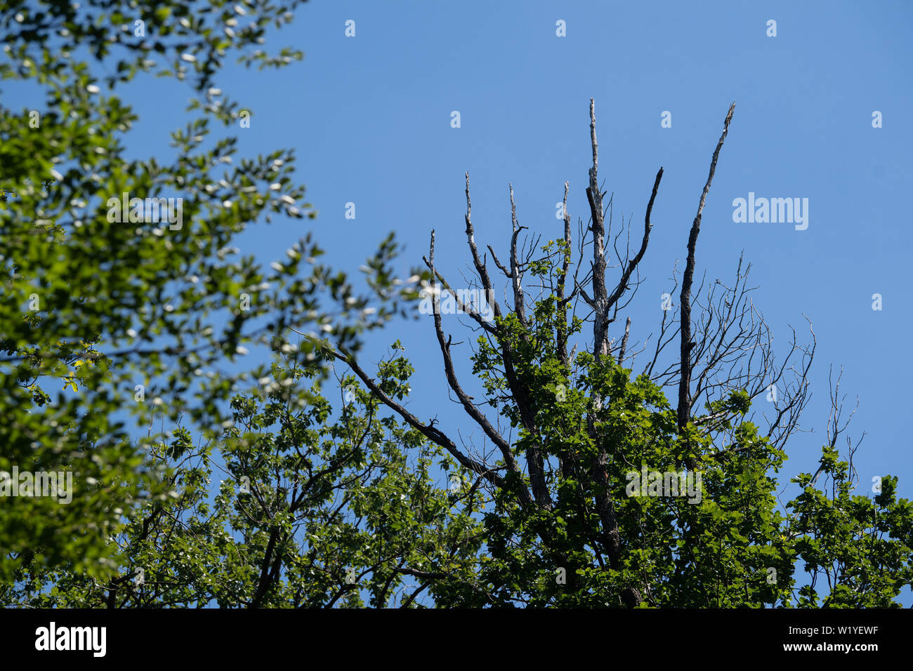 Lichtenwald, Germany. 04th July, 2019. The tree tops of a beech tree (r) are damaged by drought. According to the Ministry for Rural Areas, climate change is having an increasing impact on native tree species. Against the background of the scenarios of the Intergovernmental Panel on Climate Change, options for action for the country's tree species and forests were presented at a press conference. Credit: Marijan Murat/dpa/Alamy Live News Stock Photo