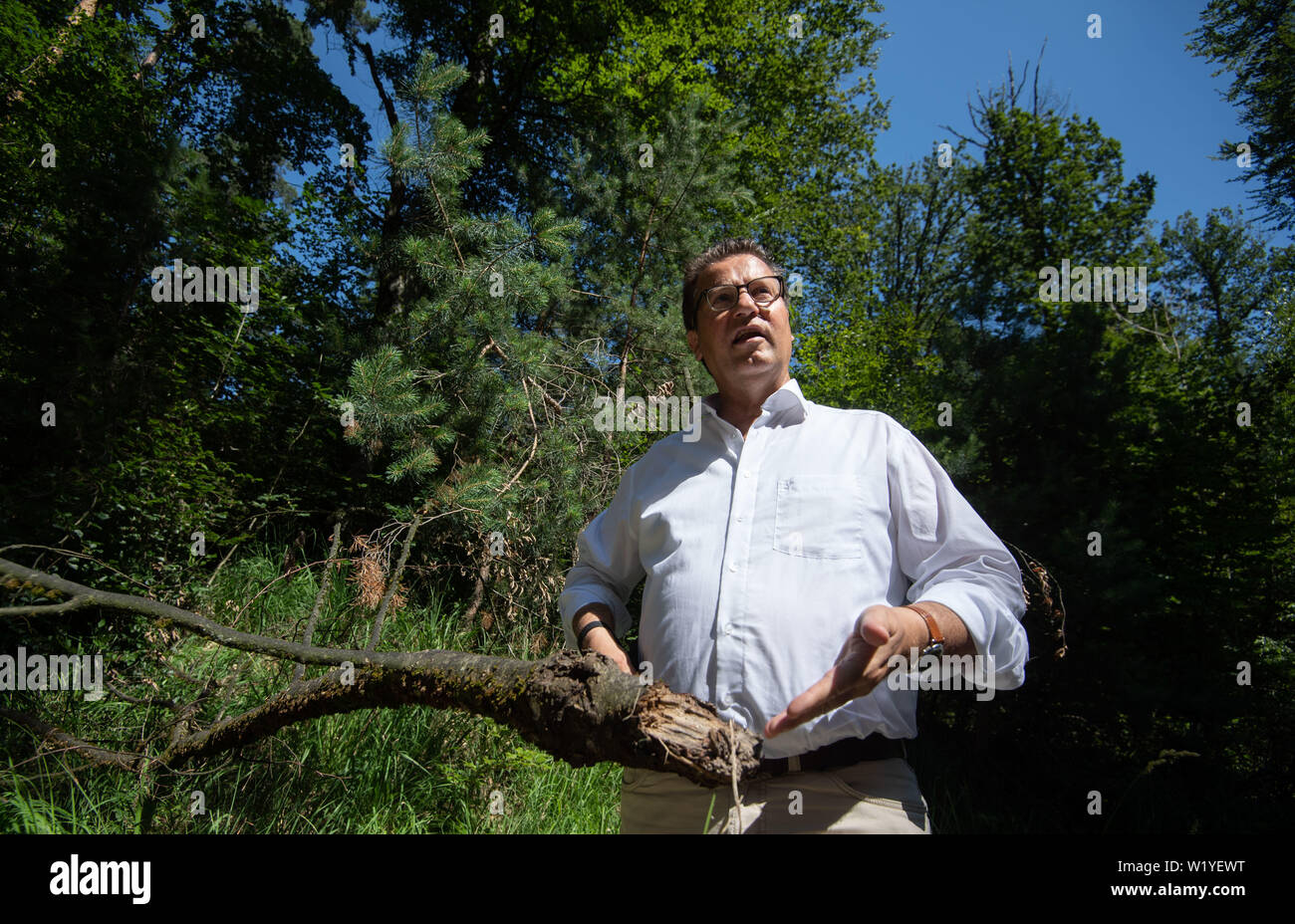 Lichtenwald, Germany. 04th July, 2019. Peter Hauk (CDU), Minister of Agriculture of Baden-Würtemberg, has a deadwood branch of a beech with drought damage in his hand in a piece of forest. According to the Ministry for Rural Areas, climate change is having an increasing impact on native tree species. Against the background of the scenarios of the Intergovernmental Panel on Climate Change, options for action for the country's tree species and forests were presented at a press conference. Credit: Marijan Murat/dpa/Alamy Live News Stock Photo