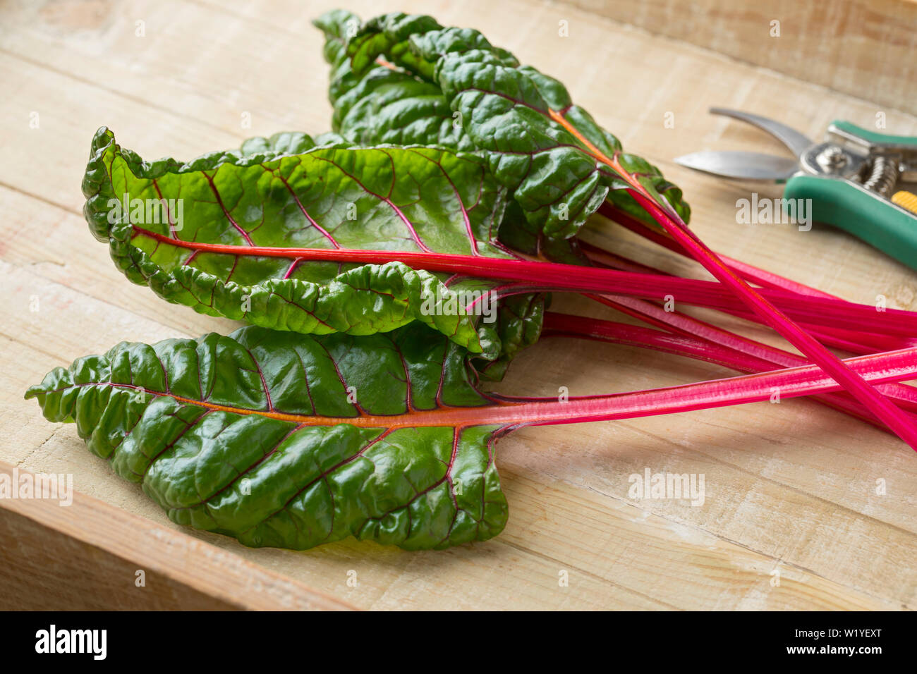 Fresh picked red stemmed chard and leaves Stock Photo