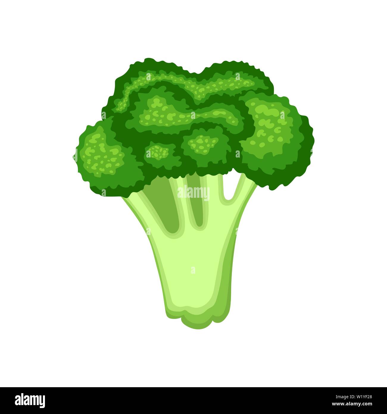 Fresh broccoli isolated on white background. Organic food. Cartoon style. Vector illustration for design Stock Vector Image & Art - Alamy Fresh broccoli isolated on white background. Organic food. Cartoon style. Vector illustration for design Stock Vector Image & Art - Alamy