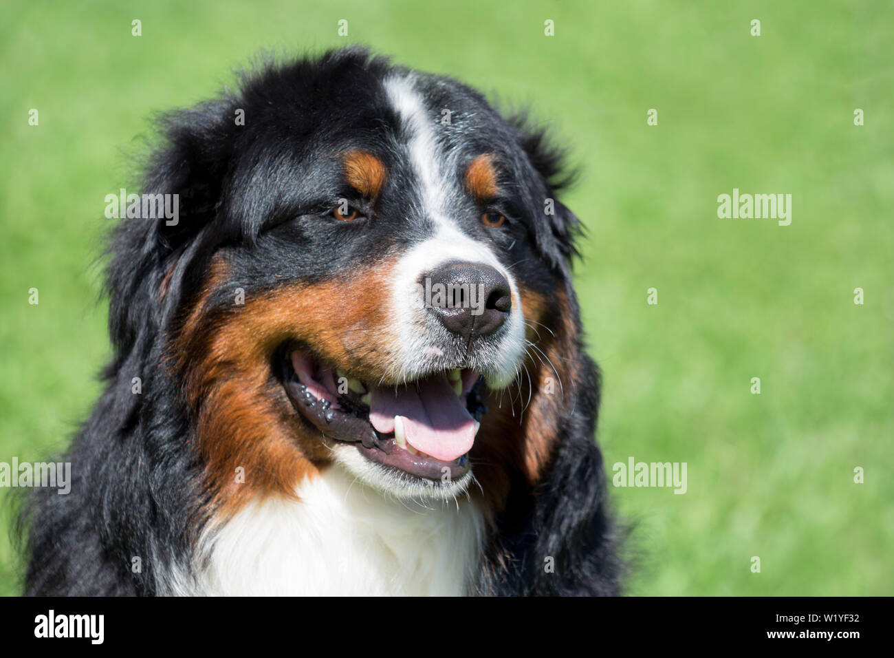 Cute bernese mountain dog puppy close up. Berner sennenhund or bernese ...