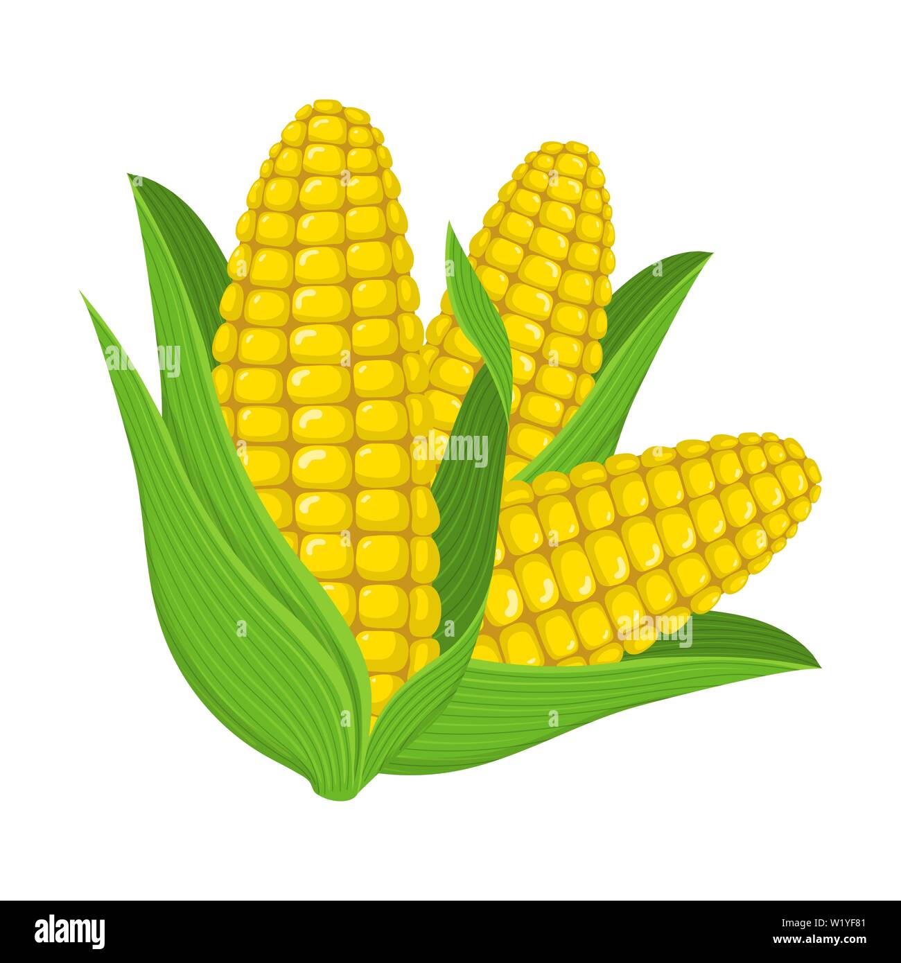 Corn Cob Illustration