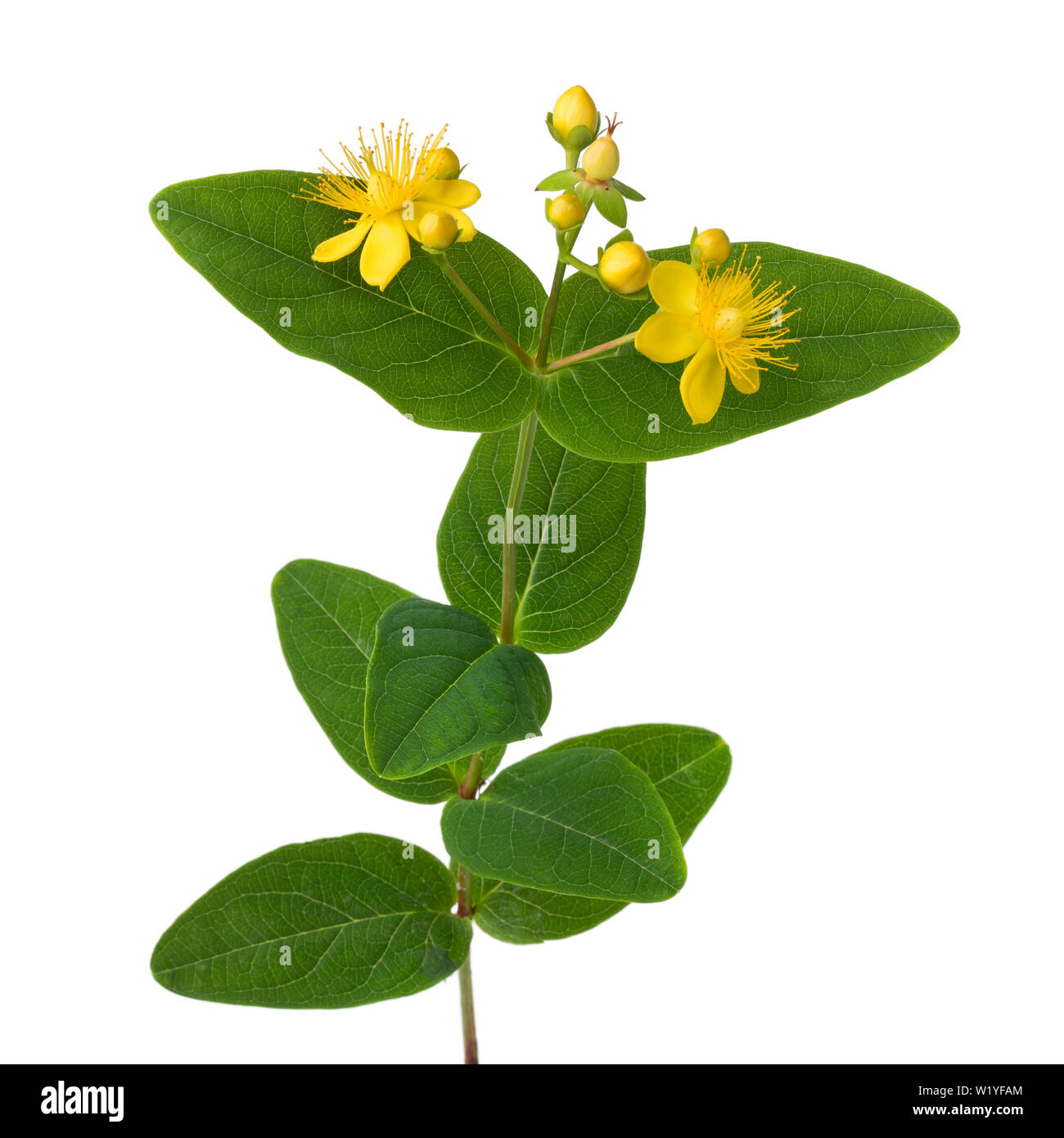Yellow St John's wort flower and leaves isolated on white background Stock Photo