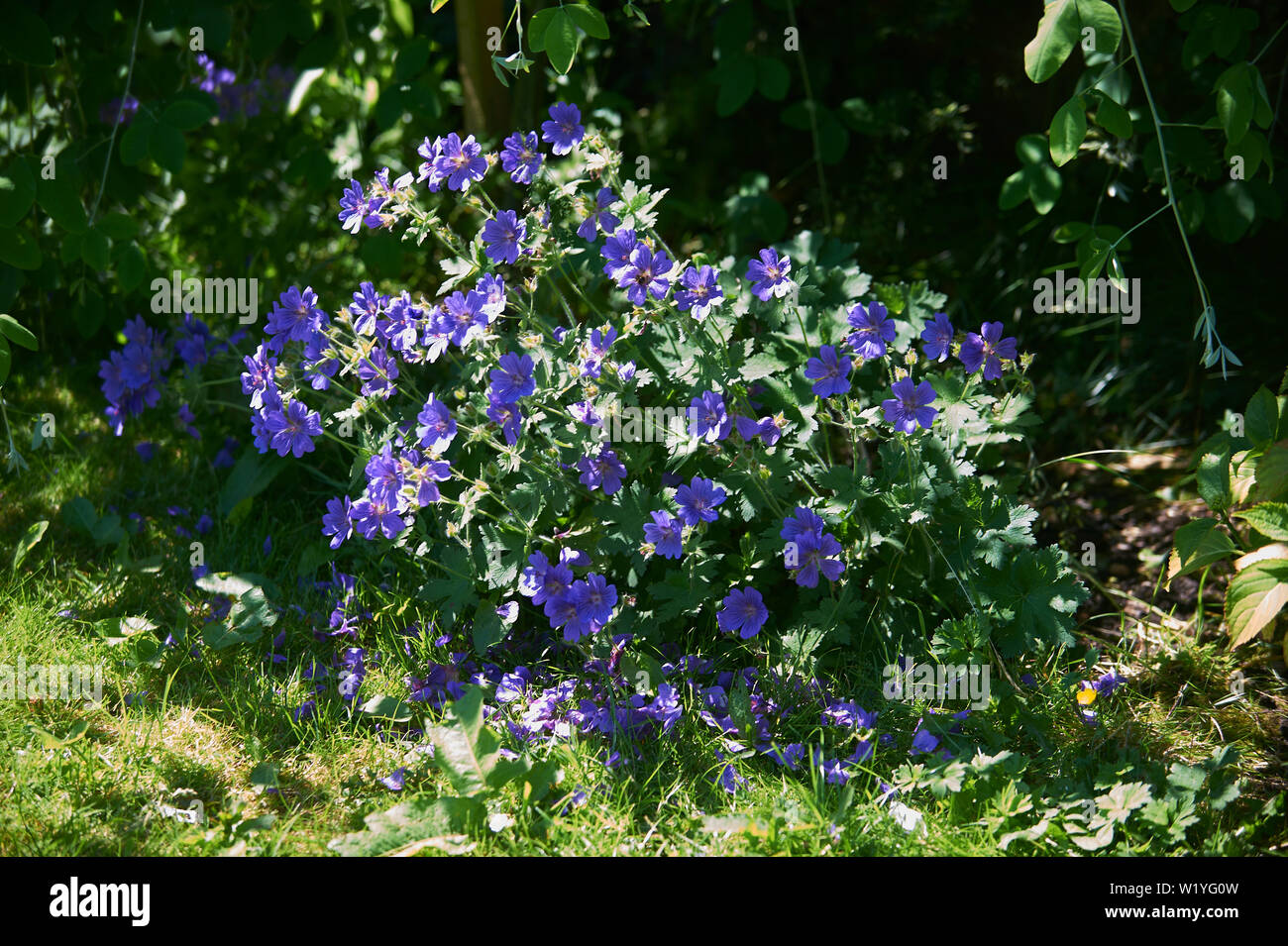 Geranium sanguineum, common names bloody crane's-bill or bloody geranium, is a species of hardy flowering herbaceous perennial plant in the cranesbill Stock Photo