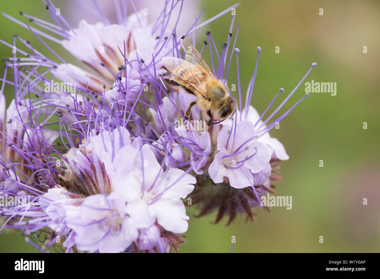 Honey bee on Phacelia tanacetifolia, Lacy phacelia, Blue tansy, Purple tansy. Cover crop, green