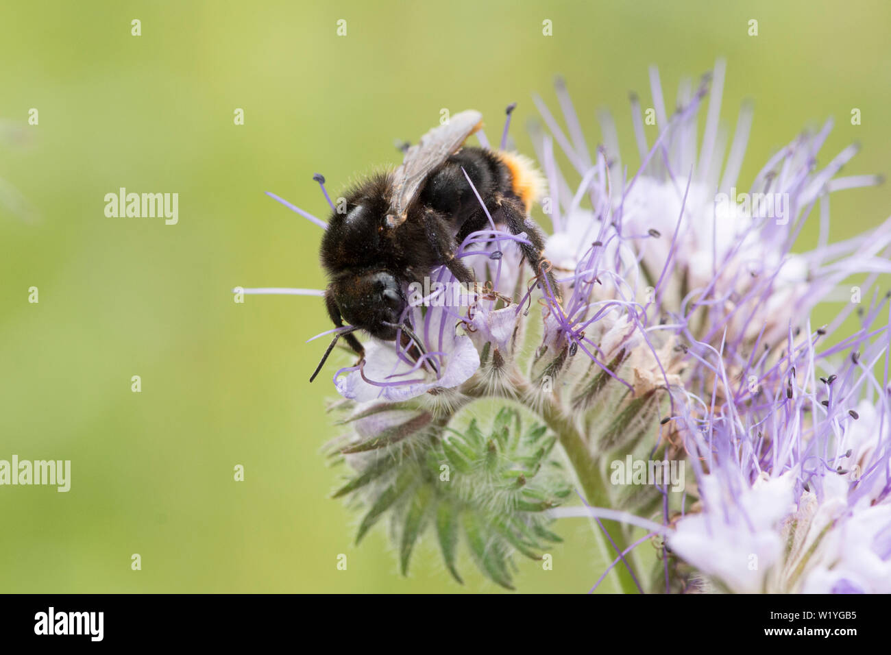 Bumble bee on Phacelia tanacetifolia, Lacy phacelia, Blue tansy, Purple tansy. Cover crop, green