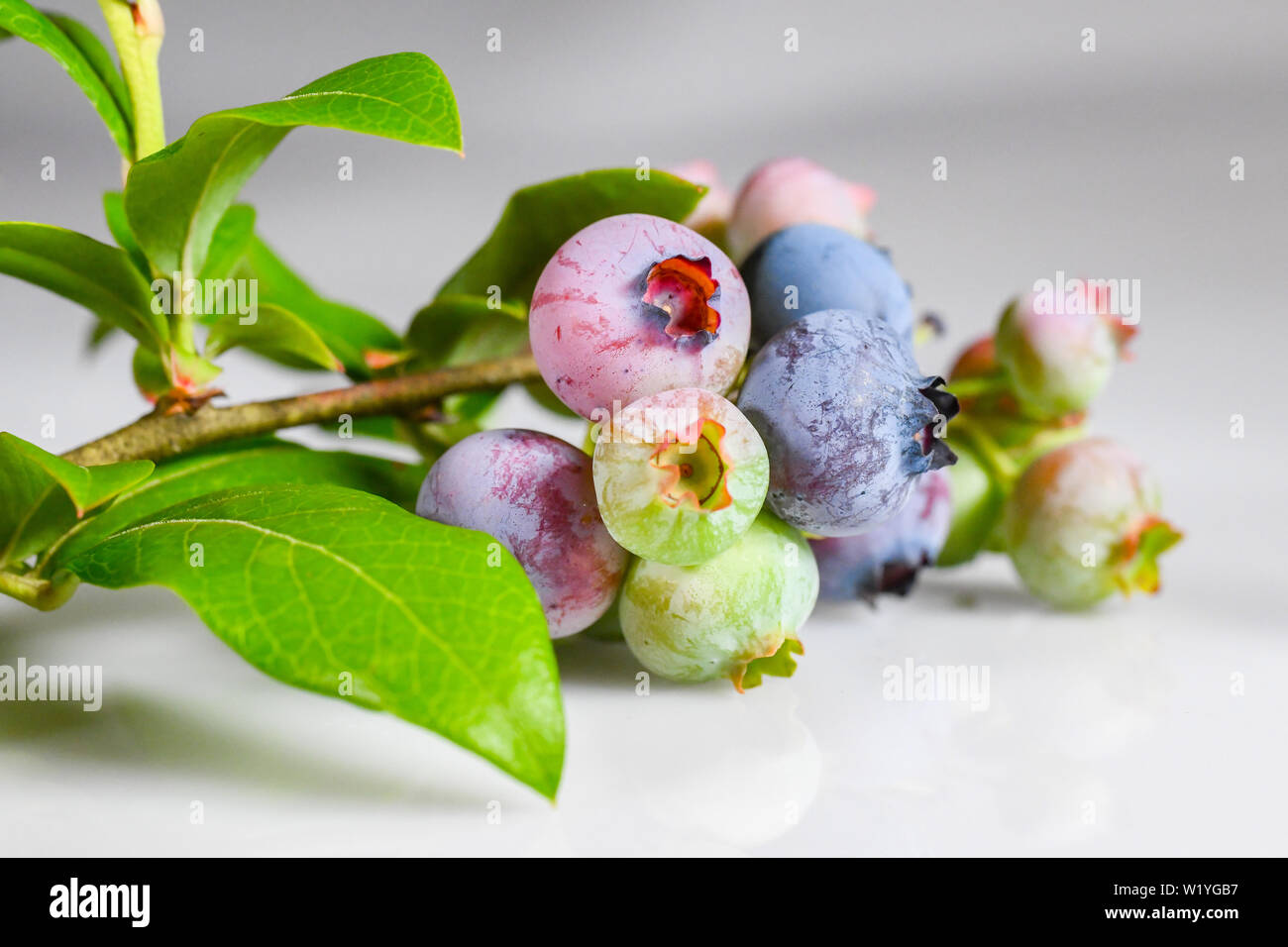 Ripening blueberries blueberry bush leaves white background close