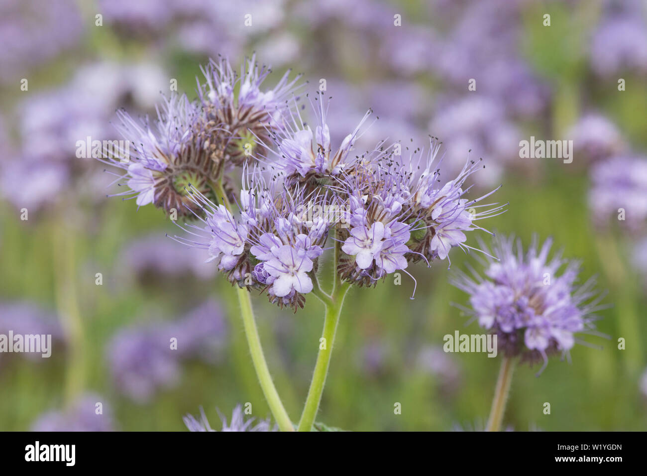 Phacelia tanacetifolia,  Lacy phacelia, Blue tansy, Purple tansy. Cover crop, green manure, attracts insects, Essex, UK, May Stock Photo