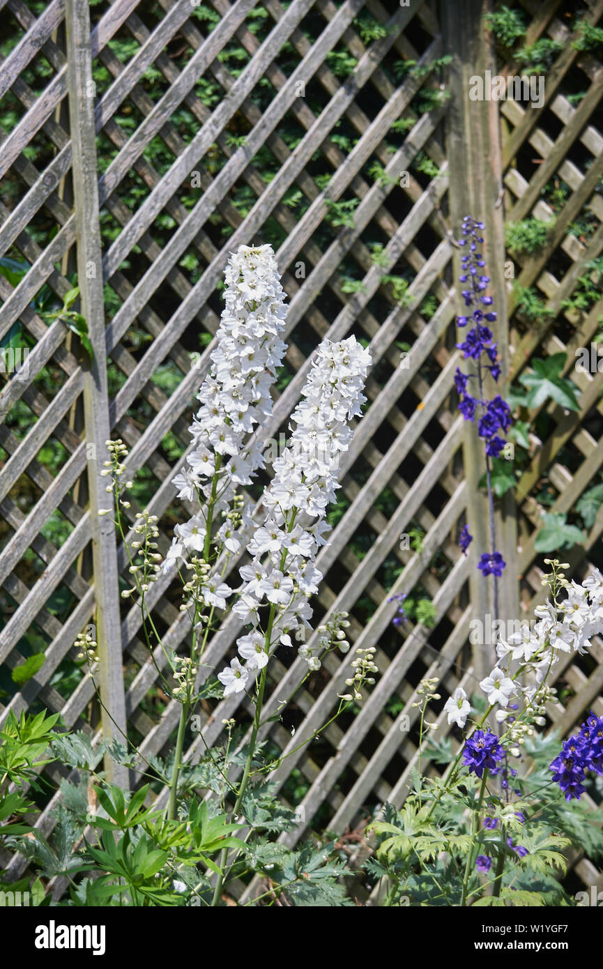 Stocks (Matthiola incana) growing against a wooden garden trellis Stock