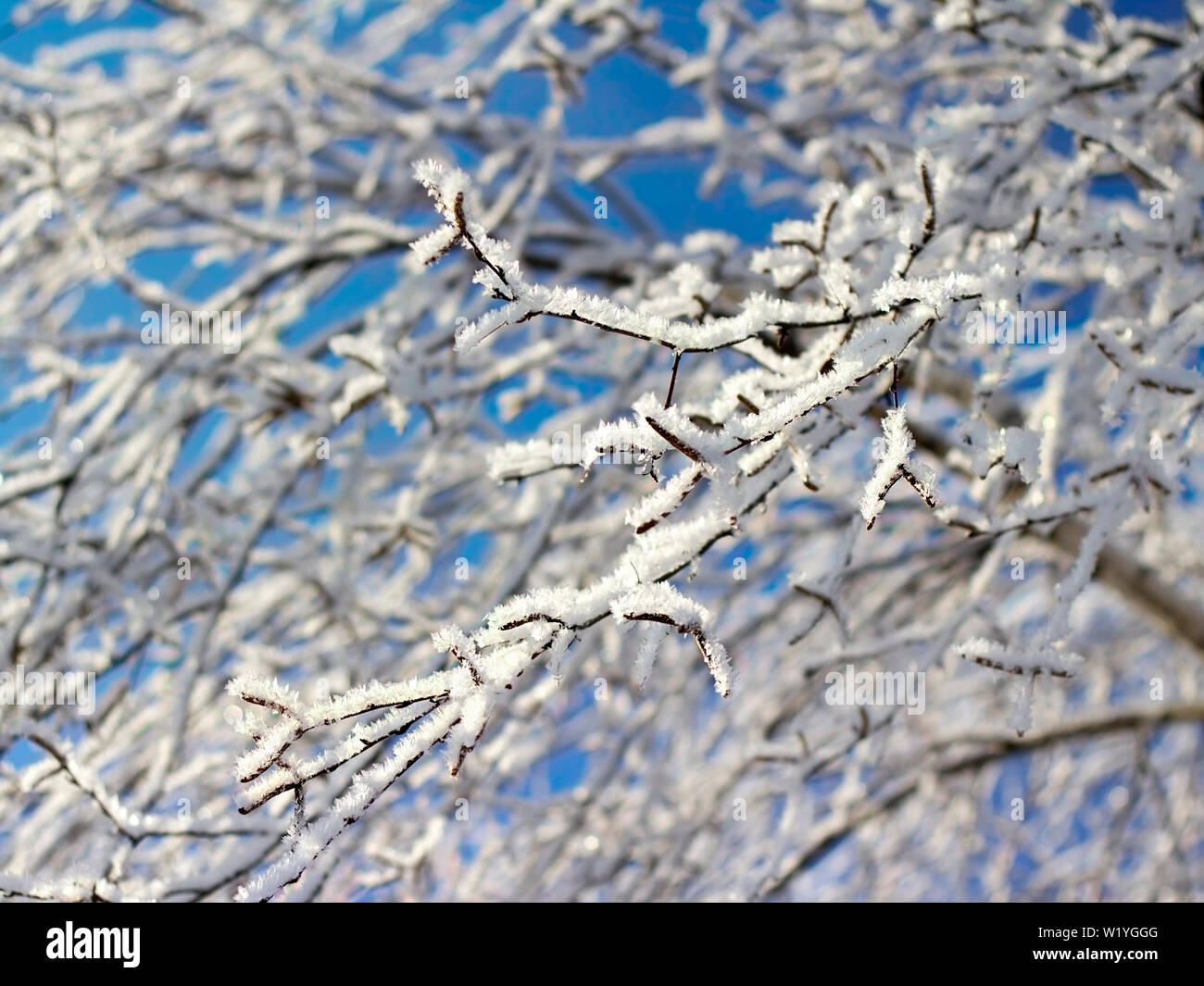 Winter tree branches covered with snow Stock Photo - Alamy