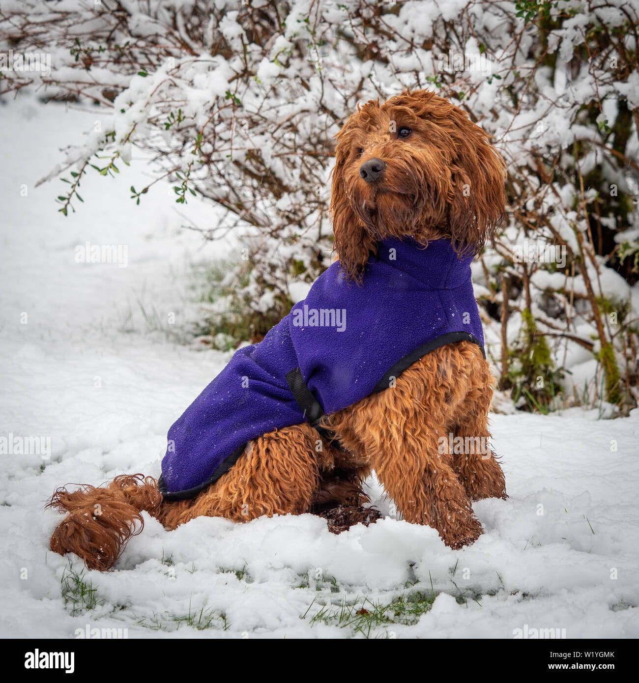 cockapoo winter coats