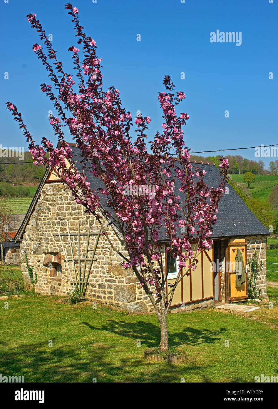 Tree blooming with pink flowers in front of small stone house Stock ...