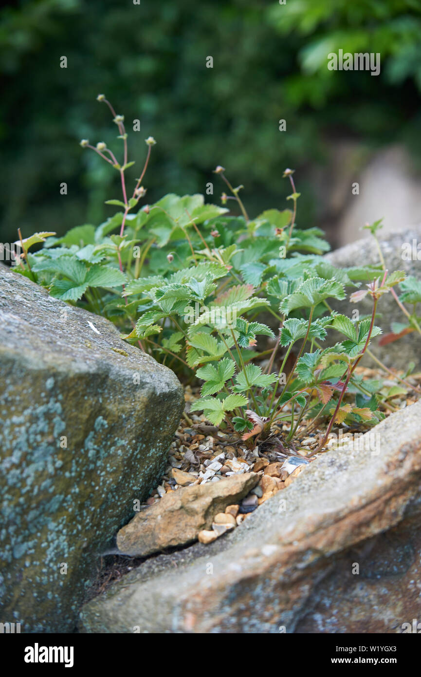 Alpine strawberry (Fragaria vesca) growing in a rocky outcrop Stock Photo