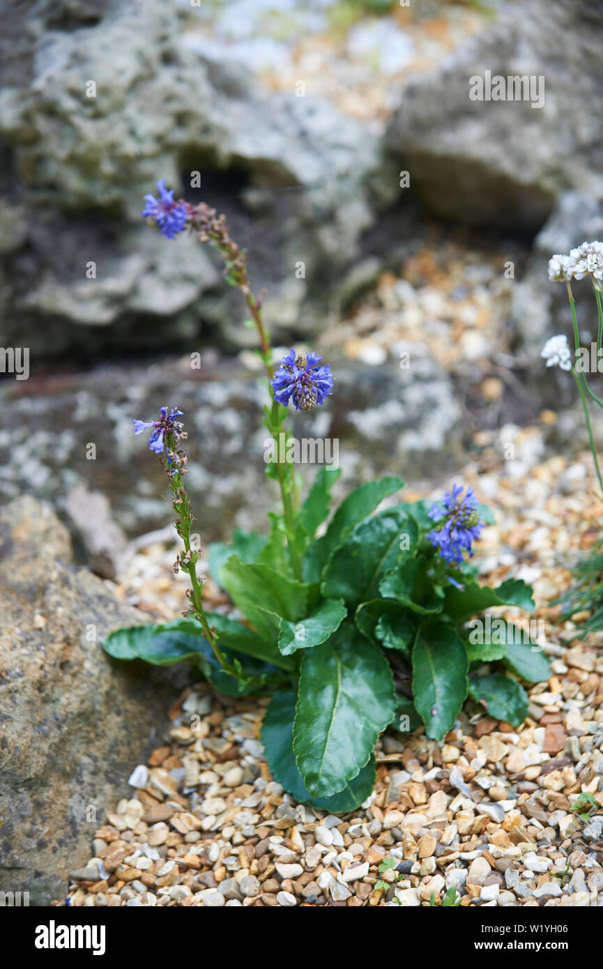 Wulfenia carinthiaca, commonly named wulfenia, is a plant of the plantain family. Stock Photo