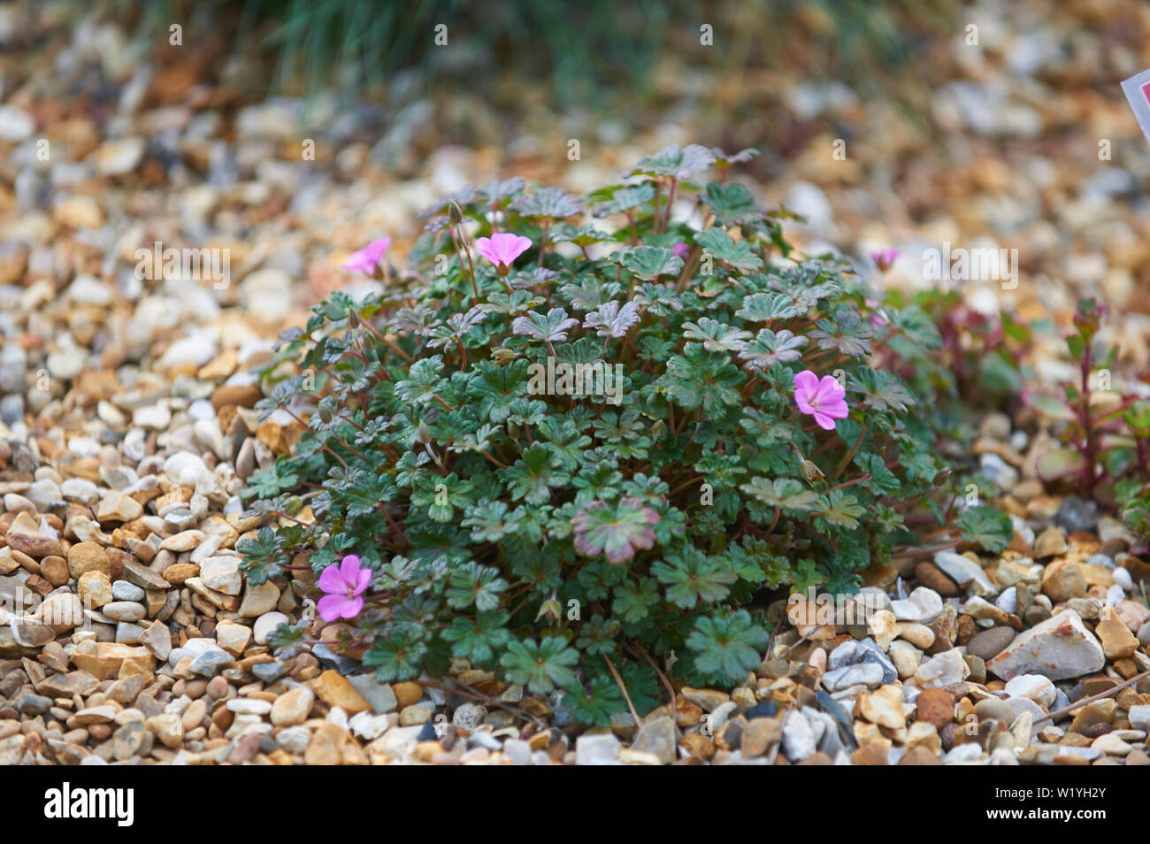 Geranium 'Bertie Krug' growing on a rockery Stock Photo