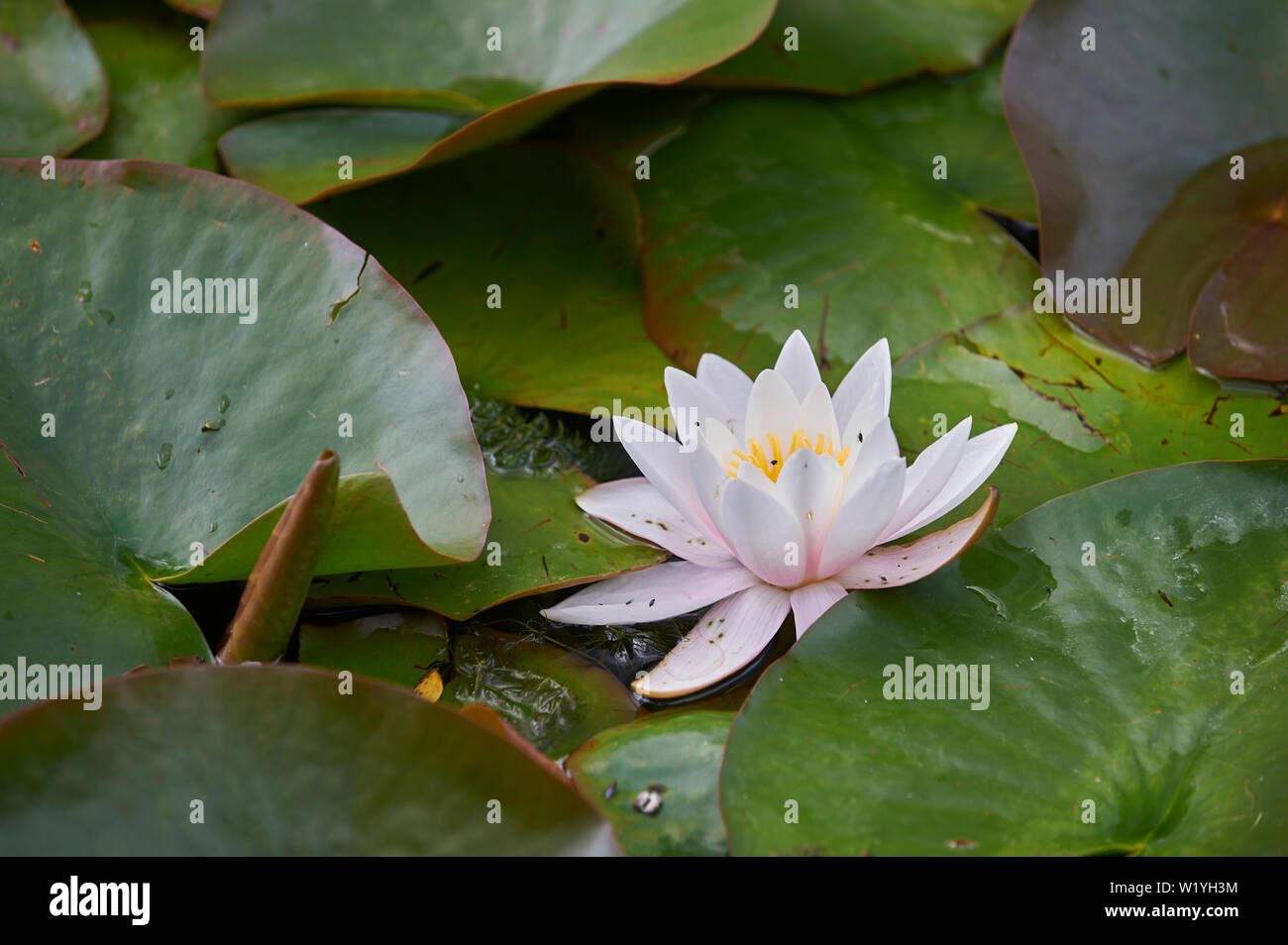 Burnby Hall Gardens, Pocklington East Yorkshire.UK Stock Photo - Alamy