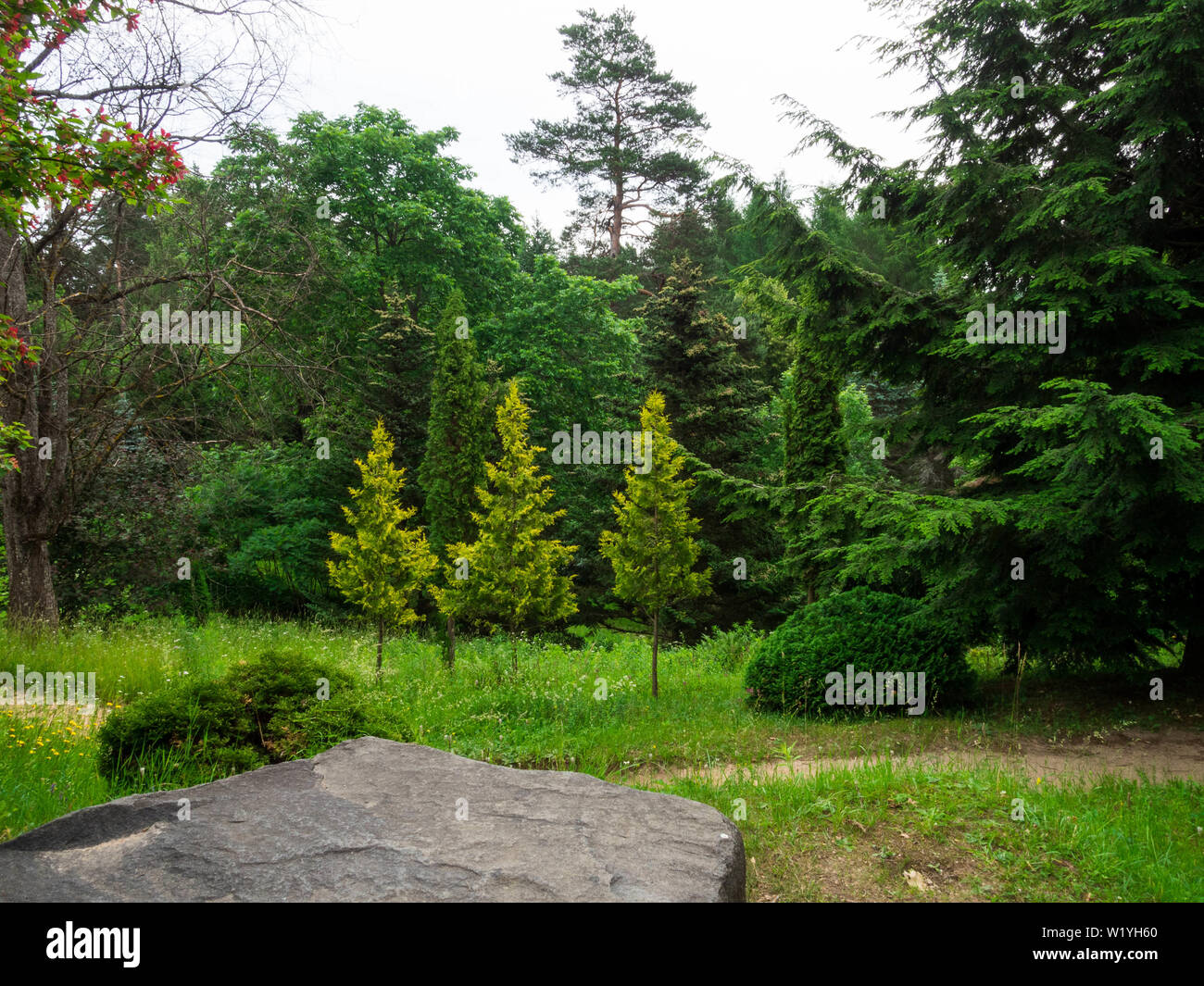 a coniferous green forest, spruce, trees Stock Photo - Alamy