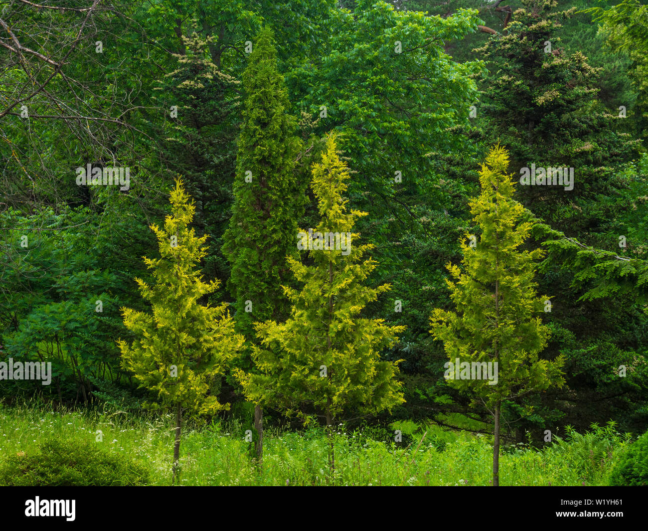 a coniferous green forest, spruce, trees Stock Photo - Alamy