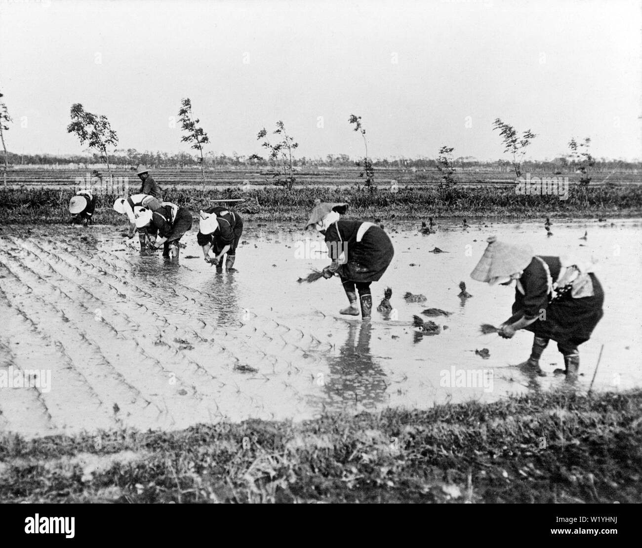 [ 1930s Japan - Farmers Planting Rice ] —   Women in traditional clothing are transplanting rice seedlings. This process is called taue in Japanese.  20th century vintage glass slide. Stock Photo