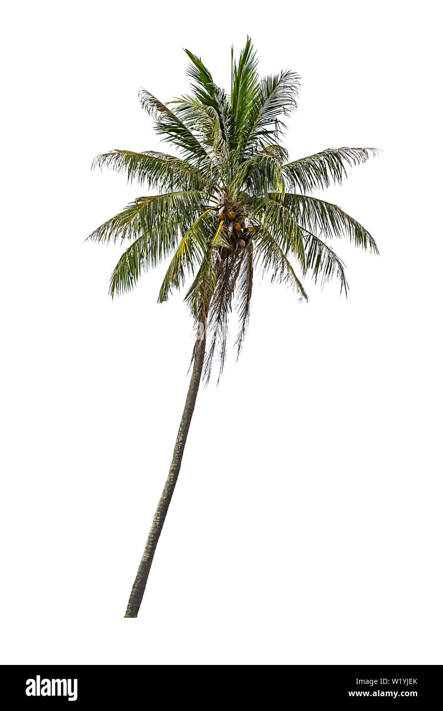 Isolated coconut trees on a white background with clipping path. Stock Photo