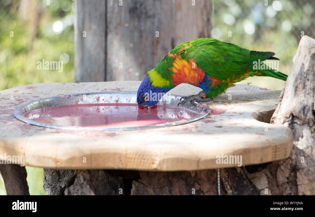 The rainbow lorikeet (Trichoglossus haematodus moluccanus) inside aviary. Colorful parrots drink from bowl. Stock Photo