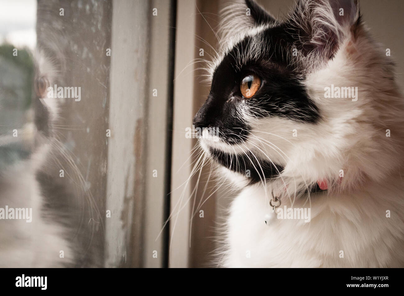 A cute Black and white long fur cat looking out of a window Stock Photo ...