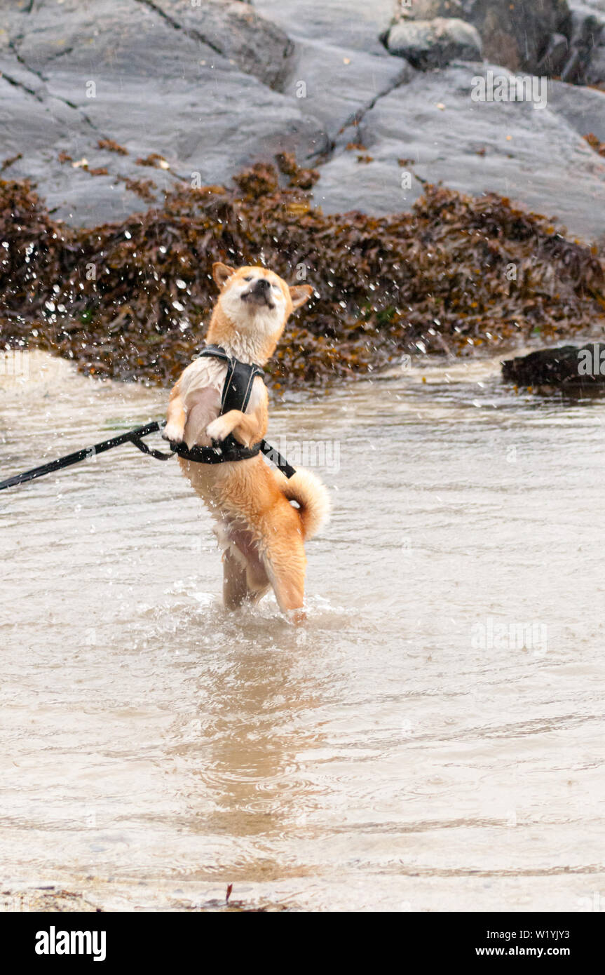 A Shiba Inu Dog Playing In The Water With A Smile On His