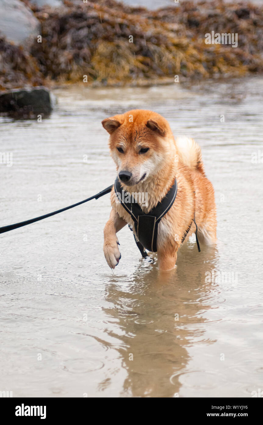 shiba inu hunting dog