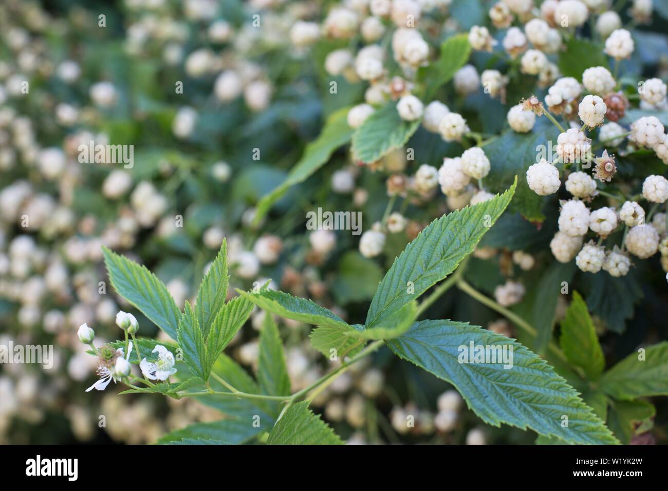 Snowbank white blackberry plant, at Luther Burbank Home and Gardens in