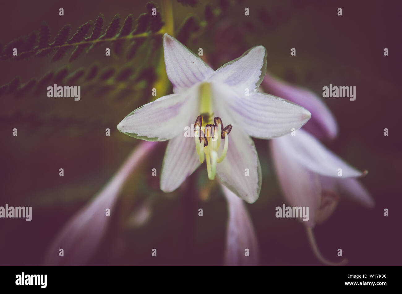 An artistic image of a Lilium flower in bloom with a little bug inside the petals. Stock Photo