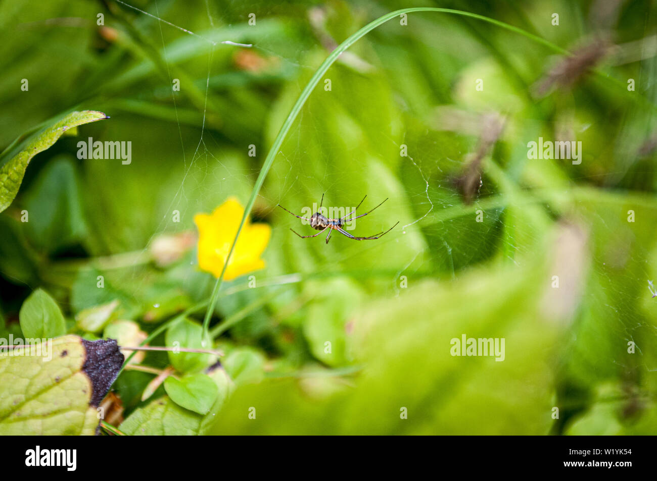 Garden Spider making her web Stock Photo