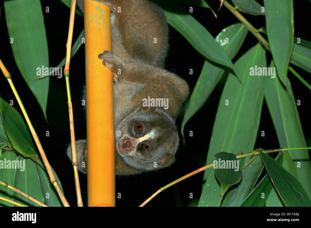 Sunda Slow Loris Stock Photo - Alamy