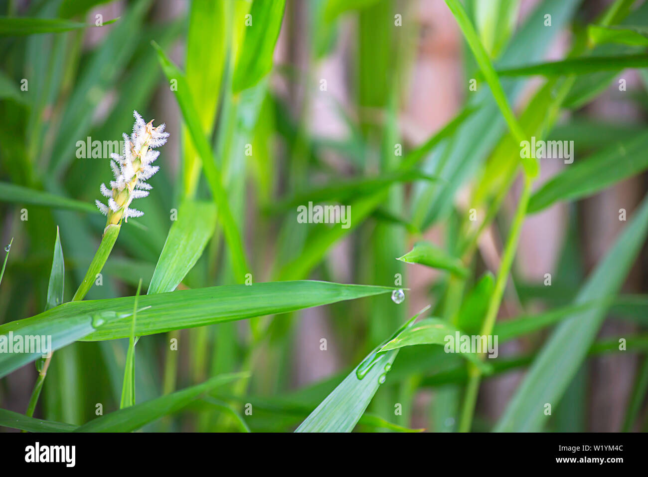 White flower of grass and water droplets on the leaves. Stock Photo
