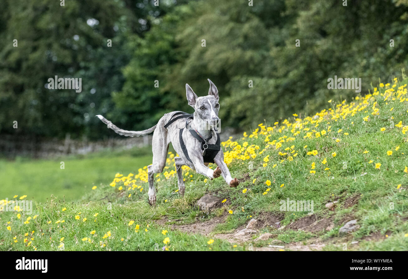 Male Whippet dog running for exercise. Stock Photo
