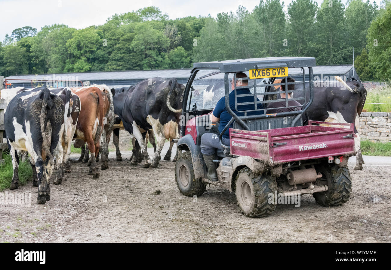 Herdsmen herding cattle using a Kawasaki Mule sx. Stock Photo