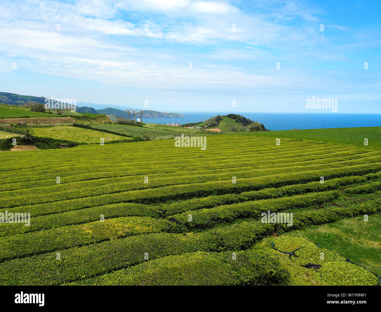 Azores Tea Chá Gorreana tea plantation, São Miguel Island, Azores, Açores Stock ...