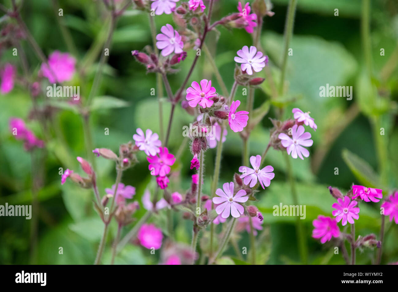 The wild flower of the Red Campion Stock Photo