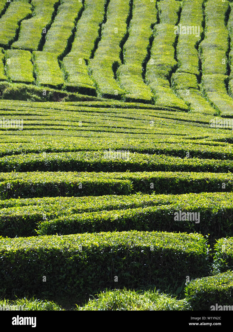 Azores Tea Tea shrub portugal plantation hi-res stock photography and images - Alamy