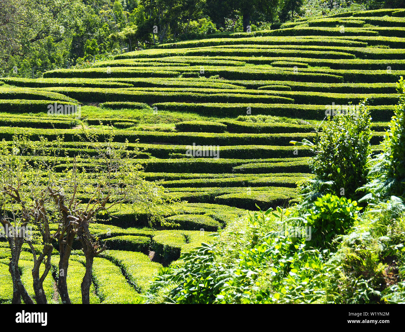 Azores Tea Chá Gorreana tea plantation, São Miguel Island, Azores, Açores Stock ...