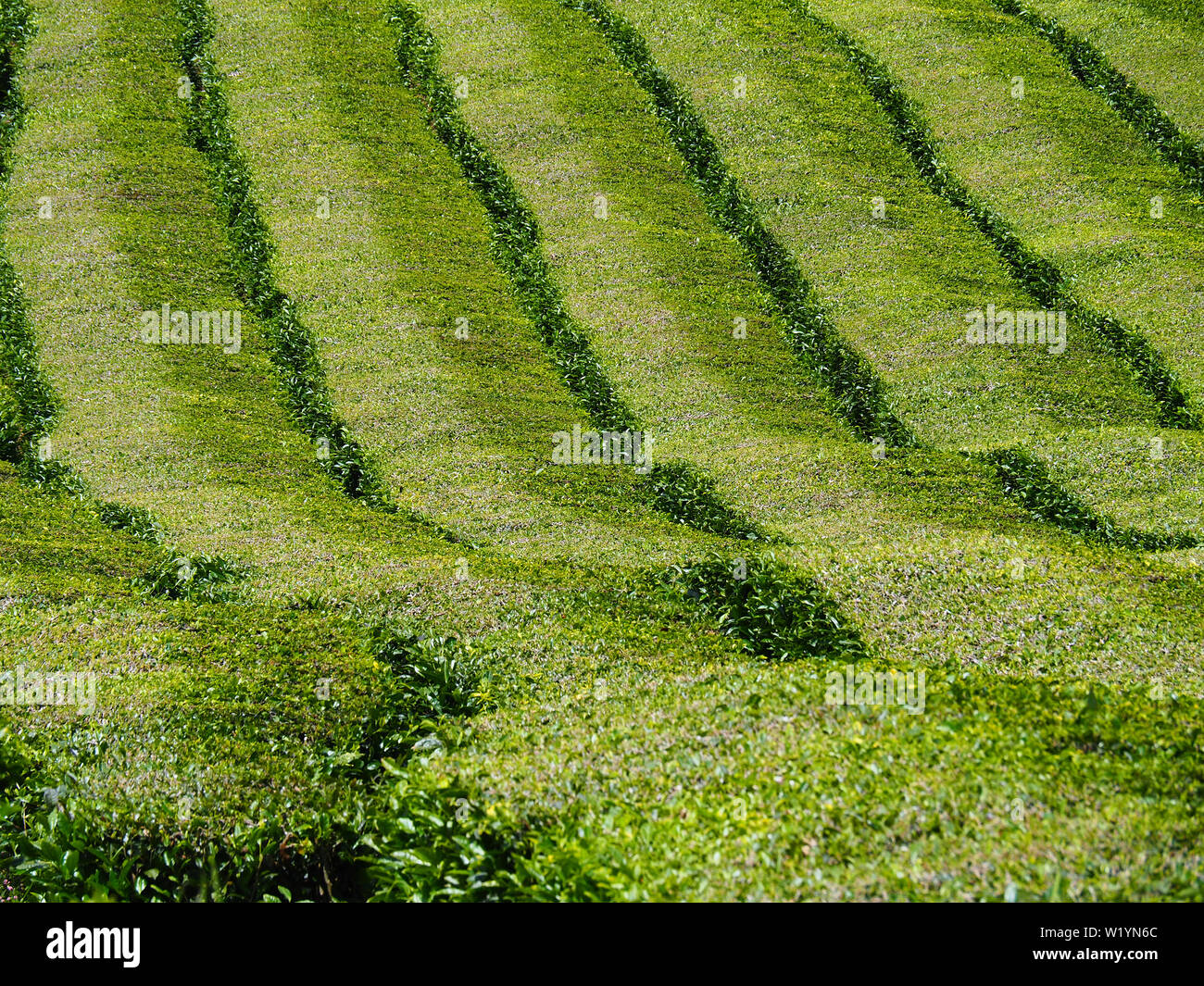 Azores Tea Chá Gorreana tea plantation, São Miguel Island, Azores, Açores Stock ...